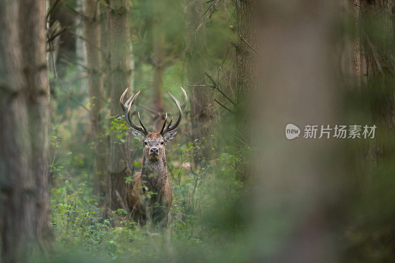 红鹿(Cervus elaphus)